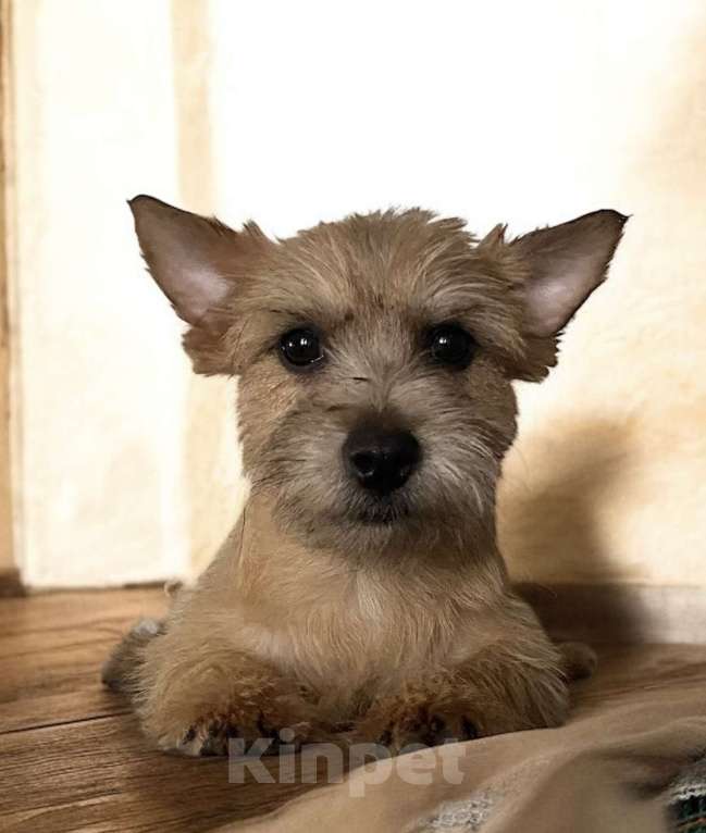 Собаки в Москве: Щенок Норвич терьер Девочка, 70 000 руб. - фото 2