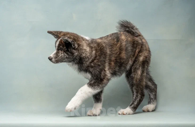 Собаки в Санкт-Петербурге: Тиана Девочка, 70 000 руб. - фото 5