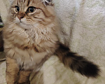 Кошки в Санкт-Петербурге: Шотландские длинношерстные вислоухие котята Разнополые, 17 000 руб. - фото 4