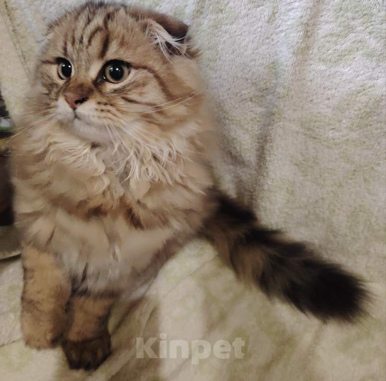 Кошки в Санкт-Петербурге: Шотландские длинношерстные вислоухие котята Разнополые, 17 000 руб. - фото 4