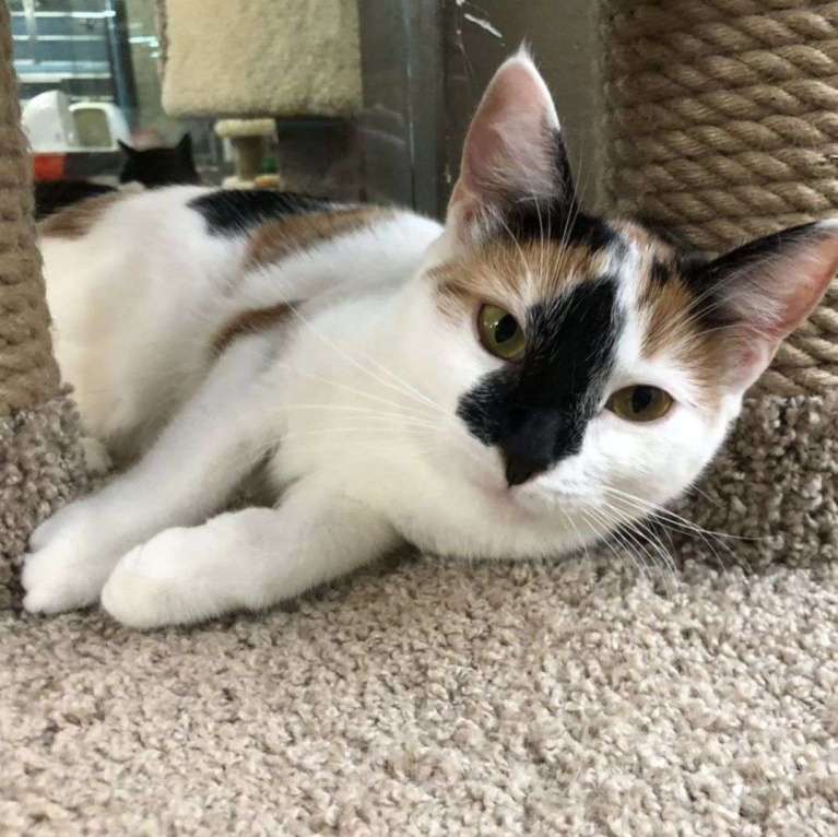 Кошки в Москве: Ни одного звоночка на маленькую Текилу 💔 Девочка, Бесплатно - фото 3