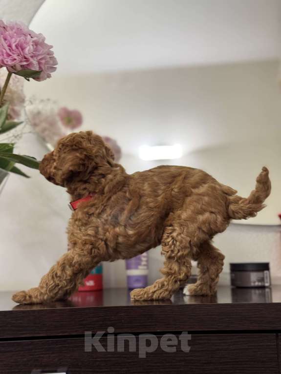 Собаки в Ростове-на-Дону: Пятнышко Девочка, 80 000 руб. - фото 3