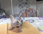 Кошки в Саратове: Очаровательные котята  Мальчик, 7 000 руб. - фото 3