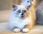 Кошки в Санкт-Петербурге: невский маскарадный котенок Девочка, Бесплатно - фото 5