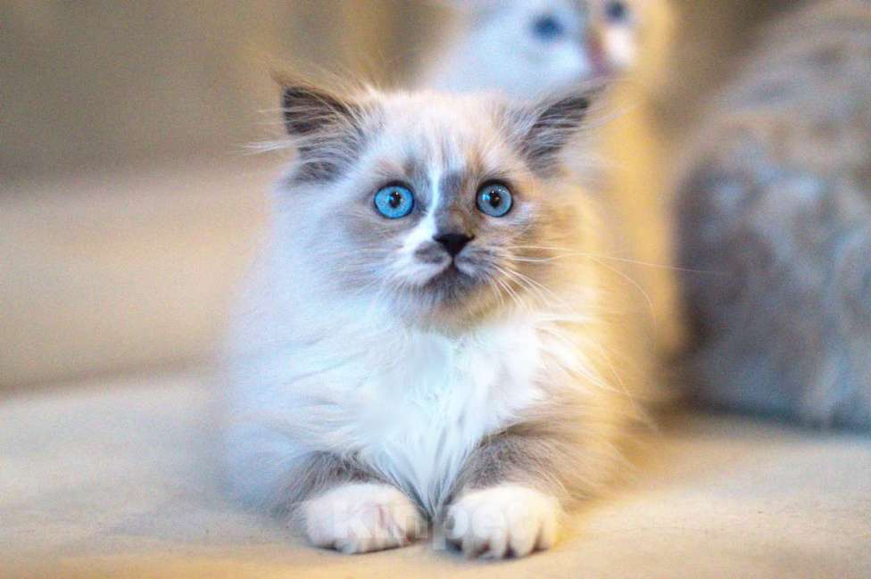 Кошки в Санкт-Петербурге: невский маскарадный котенок Девочка, Бесплатно - фото 5