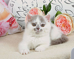 Кошки в Санкт-Петербурге: Британская кошечка в окрасе лиловый арлекин Девочка, 25 000 руб. - фото 1