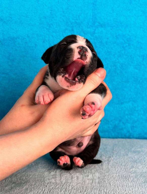 Собаки в Москве: Красивый мальчик амстаффа Мальчик, 80 000 руб. - фото 4