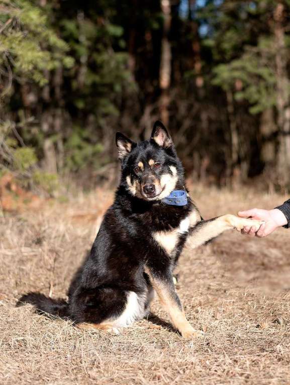 Собаки в Электрогорске: Джейсон ищет дом Мальчик, Бесплатно - фото 2
