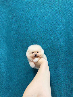 мальчик крем