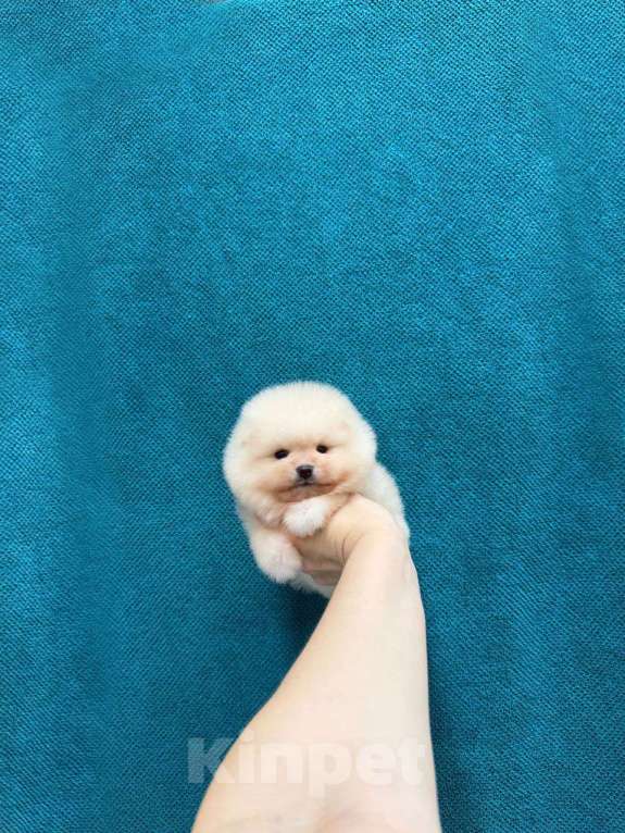 Собаки в Москве: мальчик крем Мальчик, 30 000 руб. - фото 1