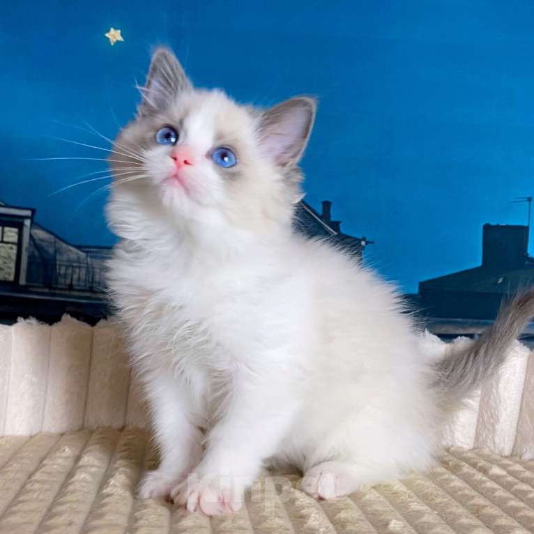 Кошки в Санкт-Петербурге: Клубный котенок РЭГДОЛЛ Мальчик, 75 000 руб. - фото 1