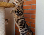 Кошки в Москве: Роскошный подрощенный шотландский котик скотиш-страйт Мальчик, 40 000 руб. - фото 3