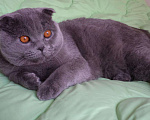 Кошки в Балее: Шотландский вислоухий кот приглашает на вязку, 1 250 руб. - фото 1