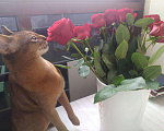 Кошки в Москве: Абиссинский Кот Вязка, 15 000 руб. - фото 2