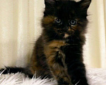 Кошки в Ардоне: Мейн кун котята, 30 000 руб. - фото 3