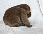 Собаки в Москве: Шоколадные щенки лабрадора Мальчик, 80 000 руб. - фото 2