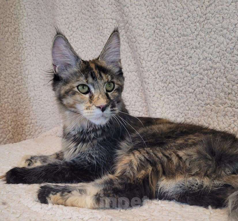 Кошки в других городах Ленинградской области: Кошка мейн-кун X’Sandra Raksi Line Девочка, Бесплатно - фото 4