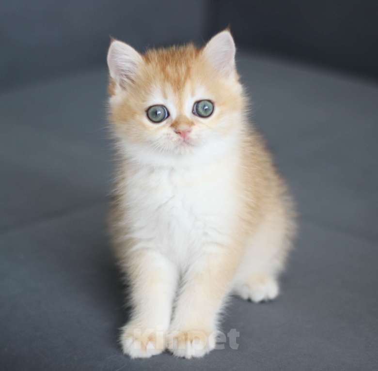 Кошки в Москве: Dolce Vita Девочка, 49 000 руб. - фото 3