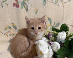 Кошки в Сосновом Бору: Котенок Персей Мальчик, Бесплатно - фото 4
