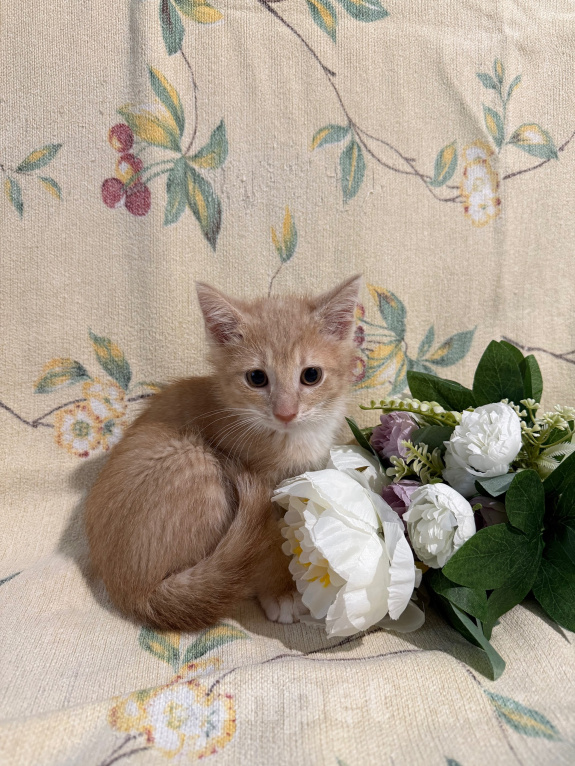 Кошки в Сосновом Бору: Котенок Персей Мальчик, Бесплатно - фото 4