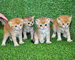 Кошки в Сургуте: Шотландские котята золотые шиншиллы Мальчик, 25 000 руб. - фото 7
