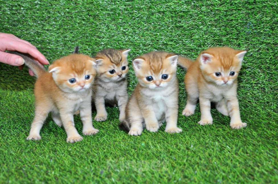 Кошки в Сургуте: Шотландские котята золотые шиншиллы Мальчик, 25 000 руб. - фото 7