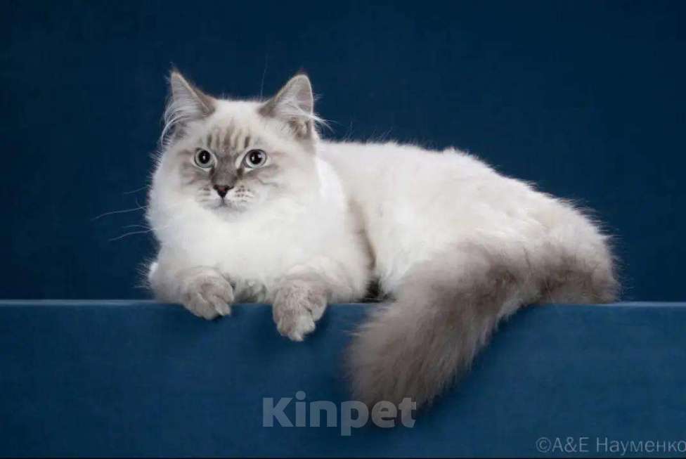 Кошки в Москве: Сибирский (Невский Маскарадный)  котенок) Мальчик, Бесплатно - фото 9