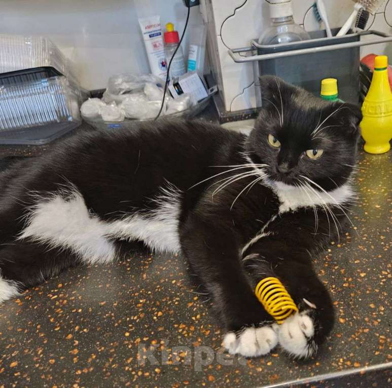 Кошки в Москве: Фигаро вернули на следующий день после пристройсва 💔 Мальчик, Бесплатно - фото 5