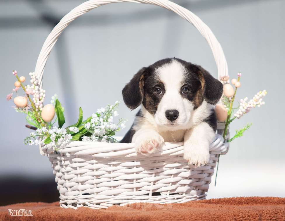 Собаки в Москве: Девочка корги Девочка, Бесплатно - фото 2