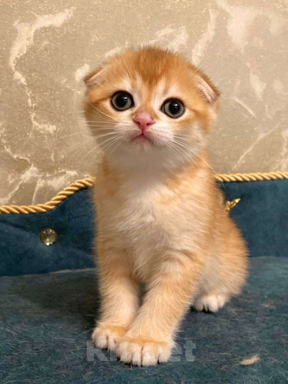 Кошки в Москве: Шотландский мальчик Мальчик, 50 000 руб. - фото 1