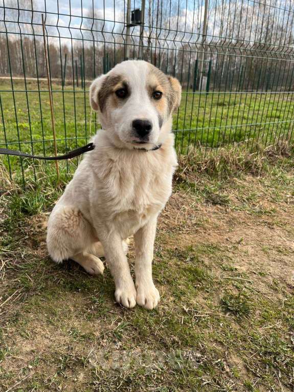 Собаки в Москве: Родители, где вы потерялись? Мальчик, Бесплатно - фото 5