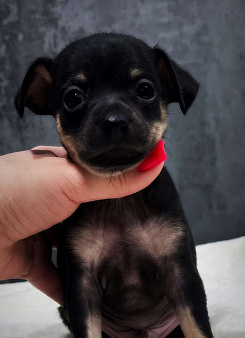 Щенок русского тоя