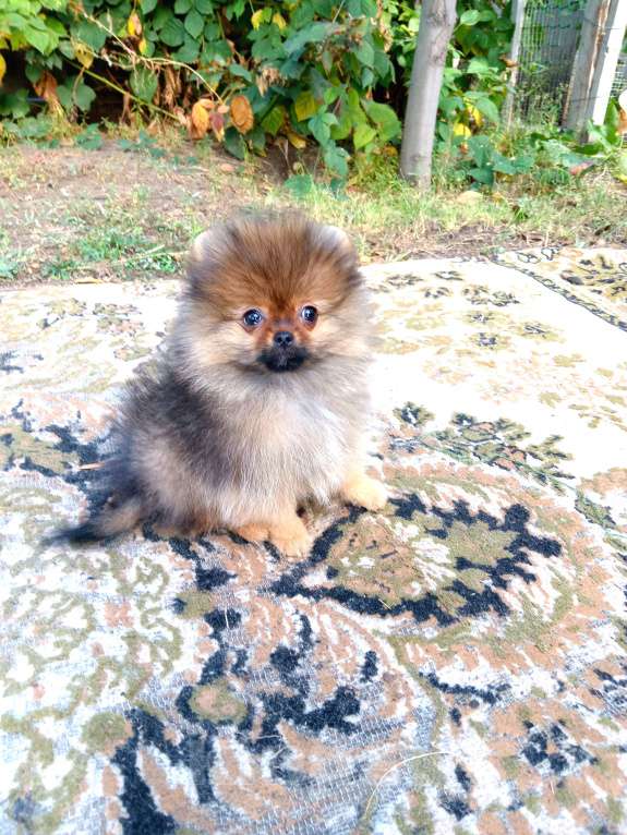 Собаки в Волгограде: Мальчики померанцы  Мальчик, 35 000 руб. - фото 2