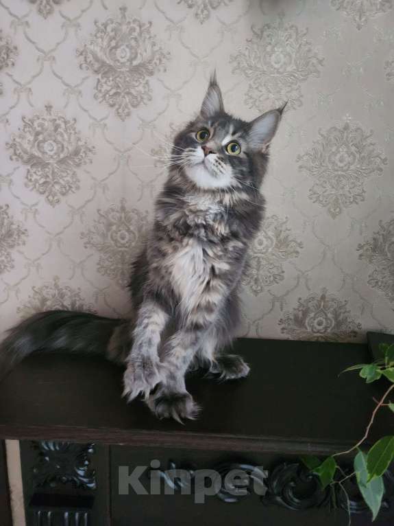 Кошки в Москве: Котёнок мейн кун полидакт Девочка, 70 000 руб. - фото 1