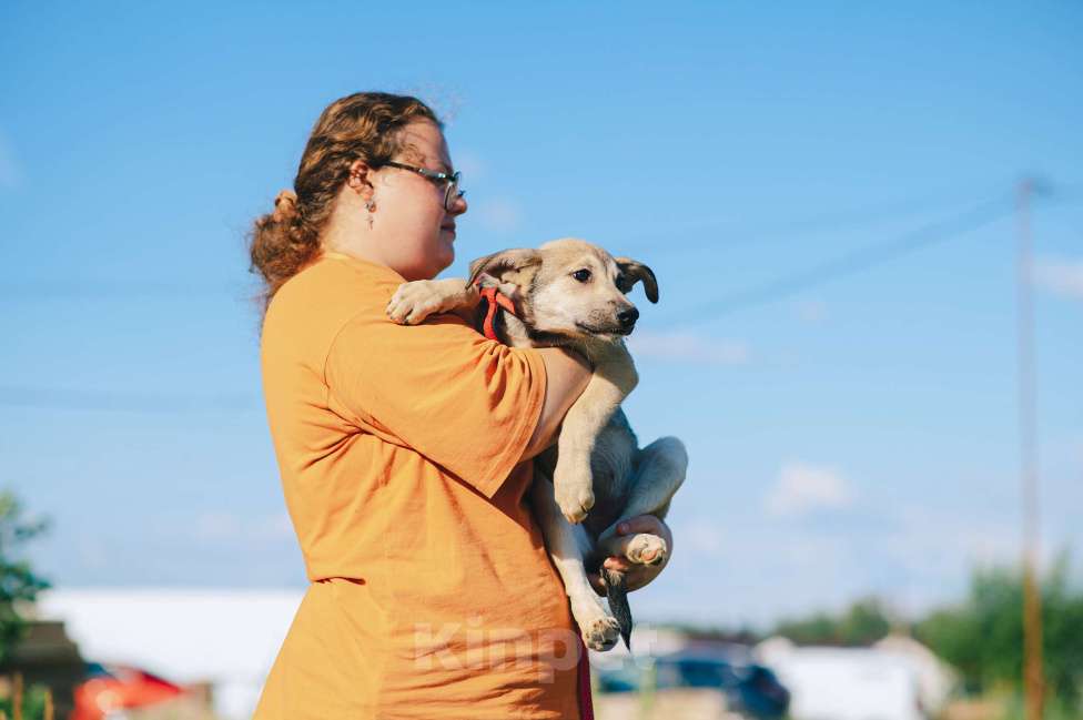 Собаки в Москве: Личи Девочка, Бесплатно - фото 7