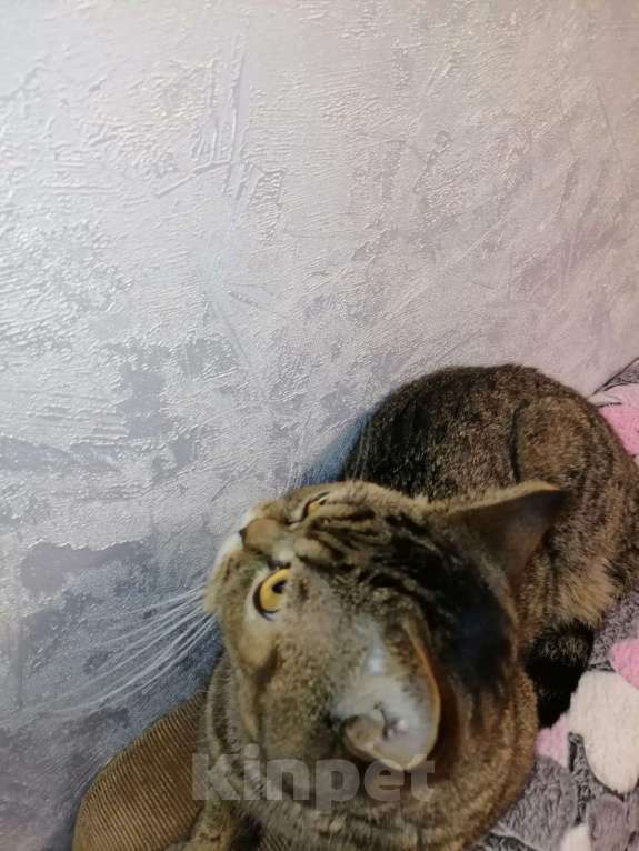 Кошки в Омске: Отдам в добрые руки Мальчик, Бесплатно - фото 2