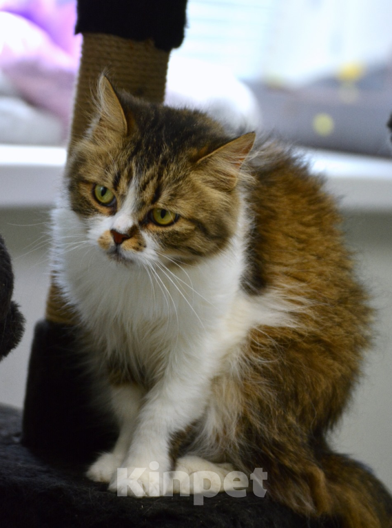 Кошки в Воронеже: Кошка в добрые руки бесплатно  Девочка, Бесплатно - фото 3