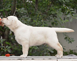 Собаки в Самаре: Свободны мальчики и девочки .От белоснежного до рыжего окраса . Мальчик, 60 000 руб. - фото 4