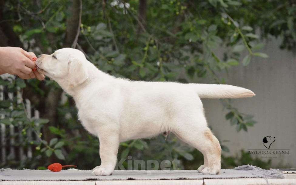 Собаки в Самаре: Свободны мальчики и девочки .От белоснежного до рыжего окраса . Мальчик, 60 000 руб. - фото 4