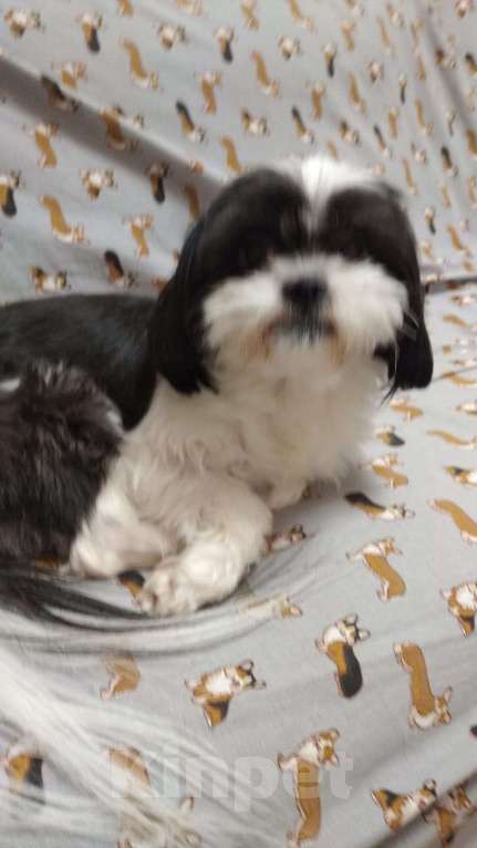 Собаки в Новороссийске: непоседа ШИ-ТЦУ Мальчик, 20 000 руб. - фото 2