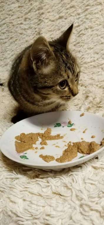 Кошки в Москве: котенок Герда ищет дом Девочка, Бесплатно - фото 6