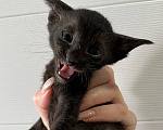 Кошки в Перми: Котенок Девочка, 35 000 руб. - фото 2
