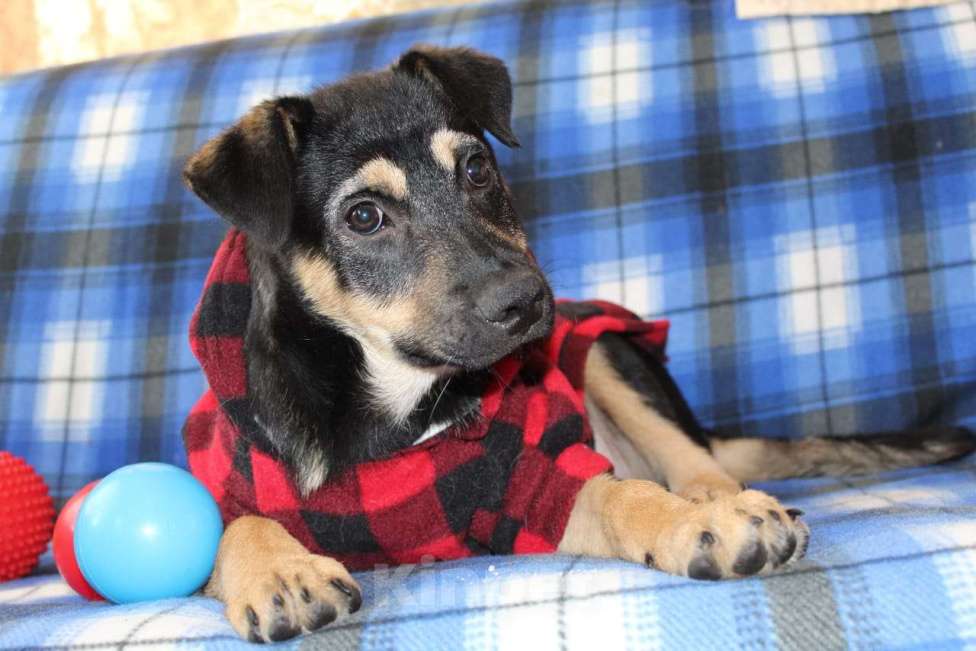 Собаки в Балашихе: щенок в добрые руки Девочка, Бесплатно - фото 1