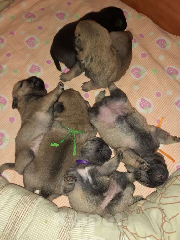 Собаки в Ростове-на-Дону: Мопс-девочки Девочка, 40 000 руб. - фото 1