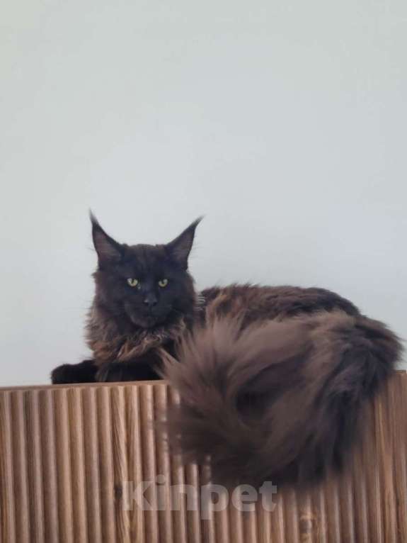 Кошки в Москве: Суровый котяра Мальчик, 45 000 руб. - фото 9