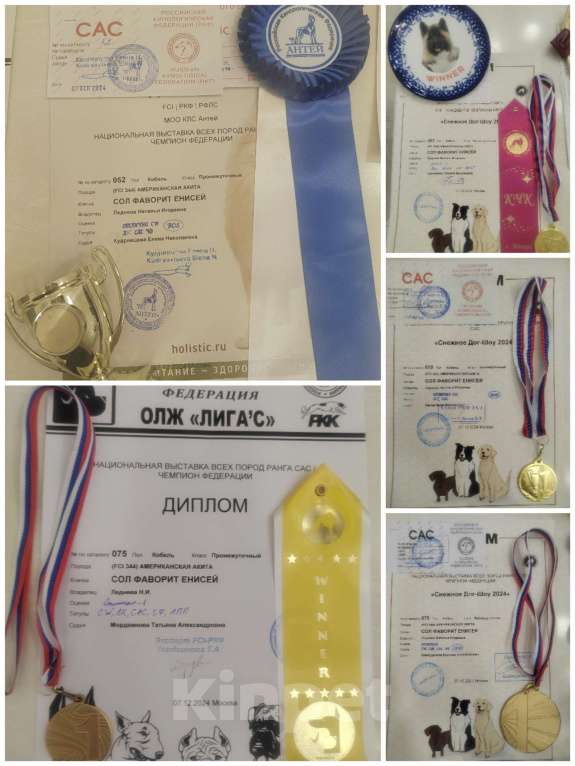 Собаки в Серпухове: Американская акита кобель- вязка  Мальчик, Бесплатно - фото 3