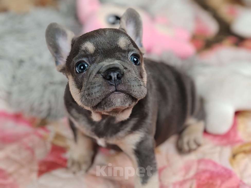 Собаки в Санкт-Петербурге: Шикарная голубая девочка  Девочка, 80 000 руб. - фото 3