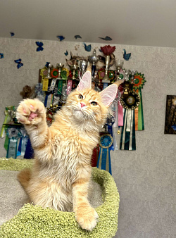 Кот мейн-кун