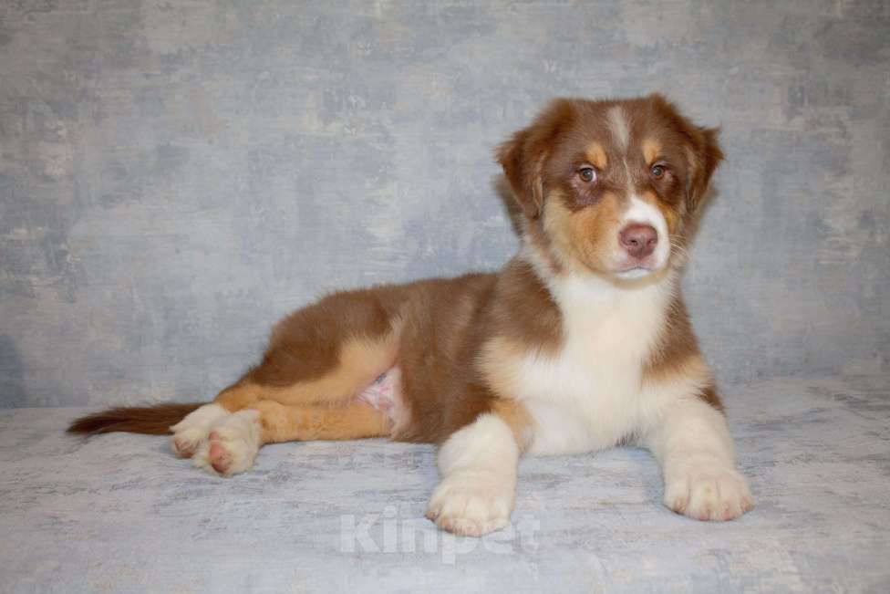 Собаки в других городах Московской области: Австралийская овчарка Мальчик, 50 000 руб. - фото 1