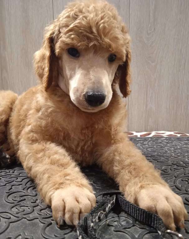 Собаки в Санкт-Петербурге: Пудель королевский рыжий Девочка, 60 000 руб. - фото 6